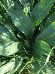 Senecio doria
