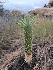 Yucca brevifolia