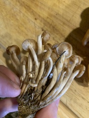 Desarmillaria tabescens