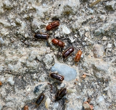 Ips sexdentatus