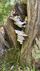 Climacodon septentrionalis