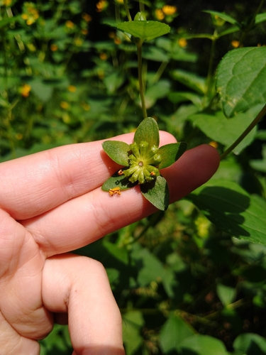 Image of Melampodium perfoliatum by (c) Jordi Martínez Martínez, some rights reserved (CC BY)