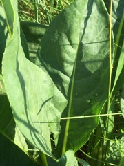 Senecio doria