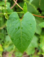 Fallopia scandens