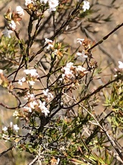 Leucopogon microphyllus