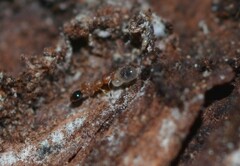 Cardiocondyla obscurior