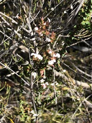 Leucopogon microphyllus