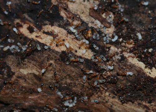 Arboreal Sneaking Ant photo 3