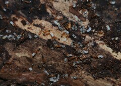 Cardiocondyla obscurior