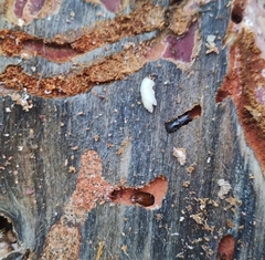 Ips sexdentatus