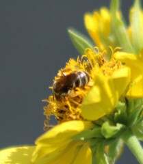Halictus ligatus