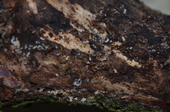 Cardiocondyla obscurior