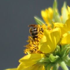Halictus ligatus