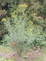 Senecio brasiliensis