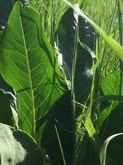 Senecio doria