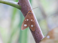 Dysauxes famula