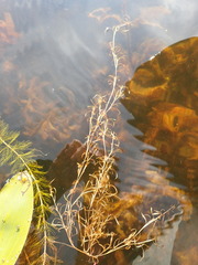 Potamogeton spirillus