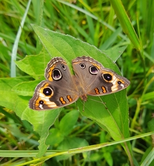 Junonia zonalis