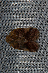 Ricaniidae