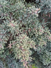 Asparagus rubicundus