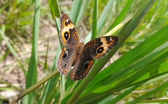 Junonia zonalis