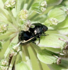 Corimelaena lateralis