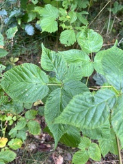 Rubus polonicus