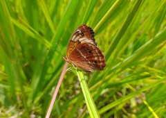 Junonia zonalis
