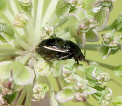 Corimelaena lateralis