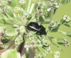 Corimelaena lateralis