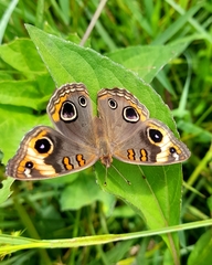 Junonia zonalis
