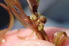 Potamogeton spirillus