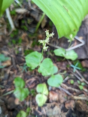 Neottia cordata