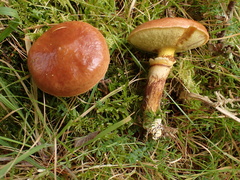 Suillus grevillei