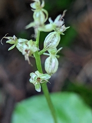 Neottia cordata