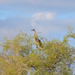 Ardea herodias