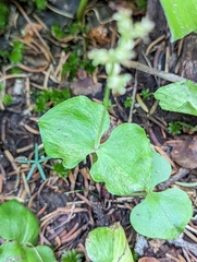 Neottia cordata