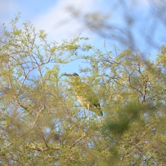 Ardea herodias