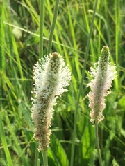 Plantago maxima