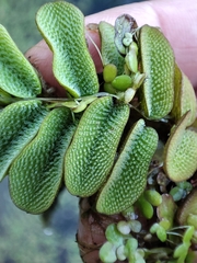 Salvinia natans