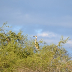Ardea herodias