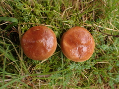 Suillus grevillei