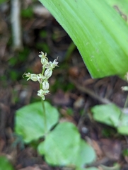 Neottia cordata