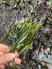 Phyllospadix scouleri