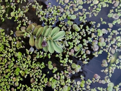 Salvinia natans