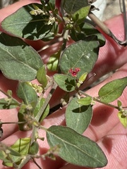 Boerhavia diffusa