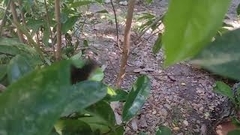 Mimoides ilus branchus