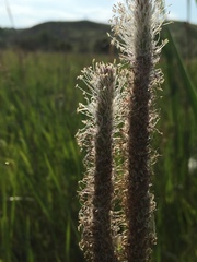 Plantago maxima