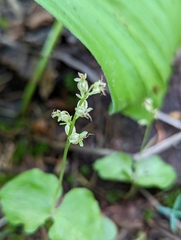 Neottia cordata