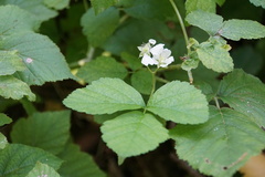 Rubus caesius